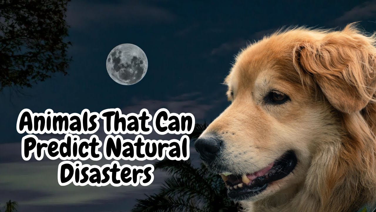 Animals That Can Predict Natural Disasters