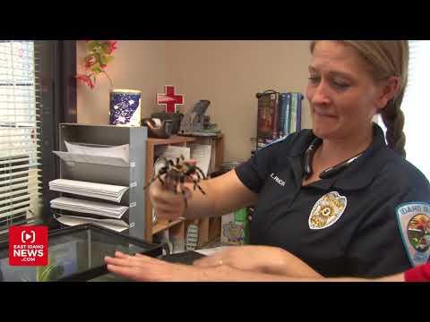 Idaho Falls Animal Shelter