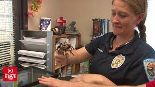 Tarantula, fish, parakeets, rooster and more available for adoption at Idaho Falls Animal Shelter