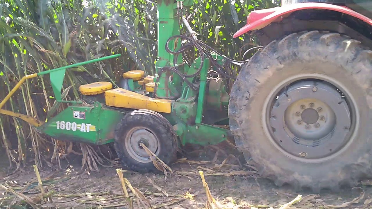 MF 4275 turbo cortando silagem com  JF 1600
