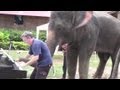 Distraction: Elephant plays blues piano