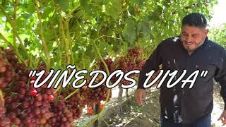 LA MEJOR UVA DE MÉXICO ESTA EN CABORCA SONORA🍇