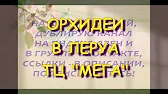 Орхидеи,узамба́рские фиалки,Самара🌺