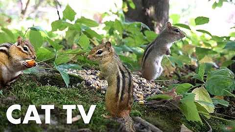 Video 3137511: canadian forest, pets, cat