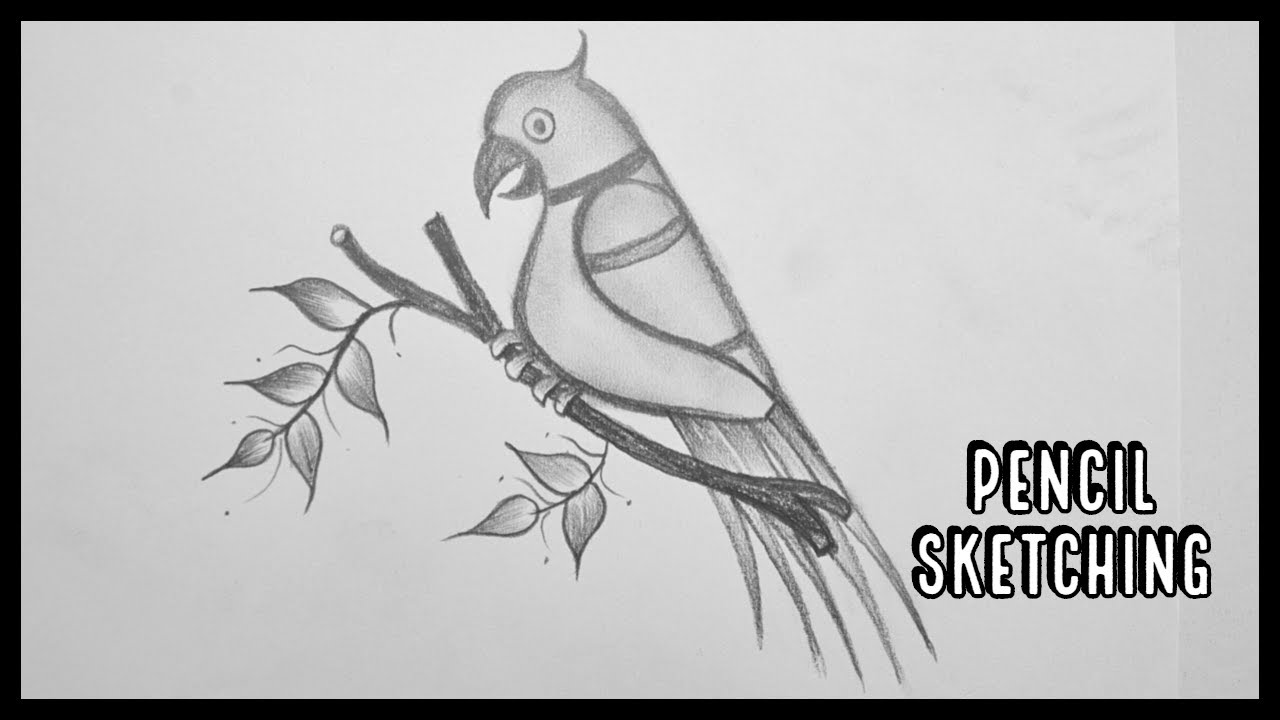 Premium Vector | Parrot sketch hand drawing of wildlife vintage engraving  style vector illustration parrots