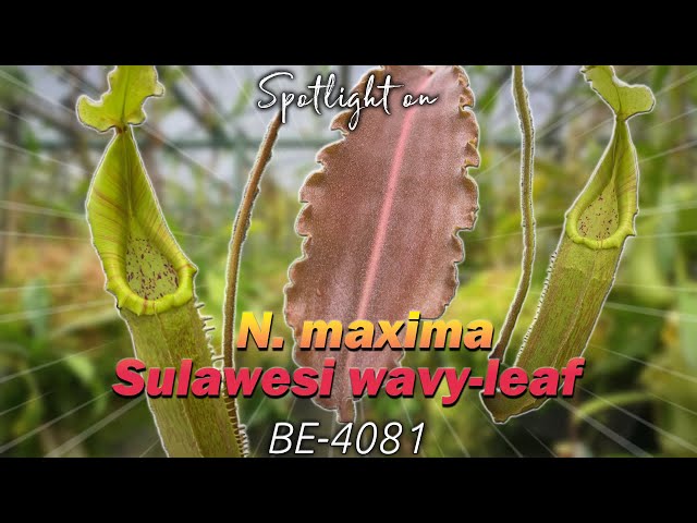 N. maxima - Sulawesi wavy-leaf: BE-4081 | Hybrid Carnivorous Plant