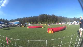 Bengi at NADAC Agility Trail, Aug 9, 2014 by James Johannes 30 views 9 years ago 1 minute, 17 seconds