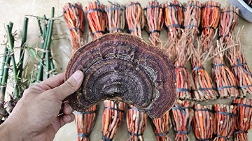 SÂM CAU ĐỎ CHỮA YẾU SINH LÝ | NẤM HỒNG CHI CÓ NHIỀU TÁC DỤNG TỐT CHO CƠ THỂ | GIỐNG MĂNG NGỌT (BÓI).