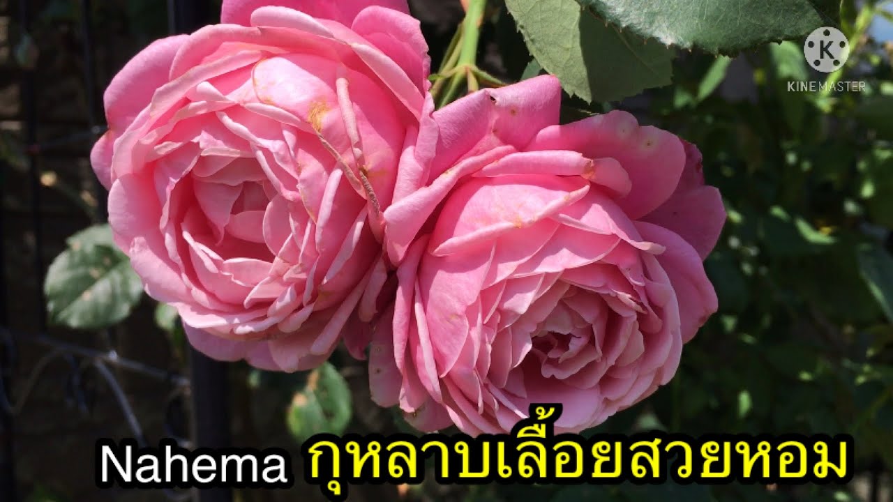 กุหลาบChant rose misato สวยหอม 2021/07/03