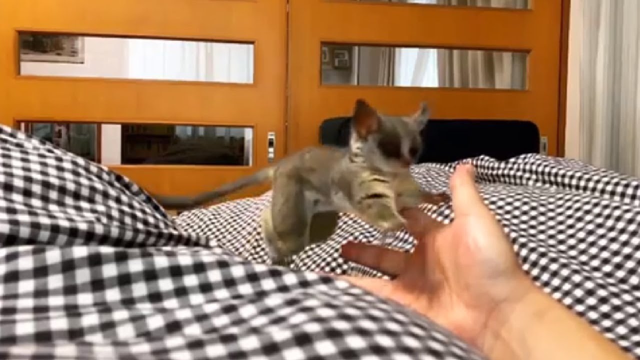 Lesser Bushbaby Long Range Jump YouTube