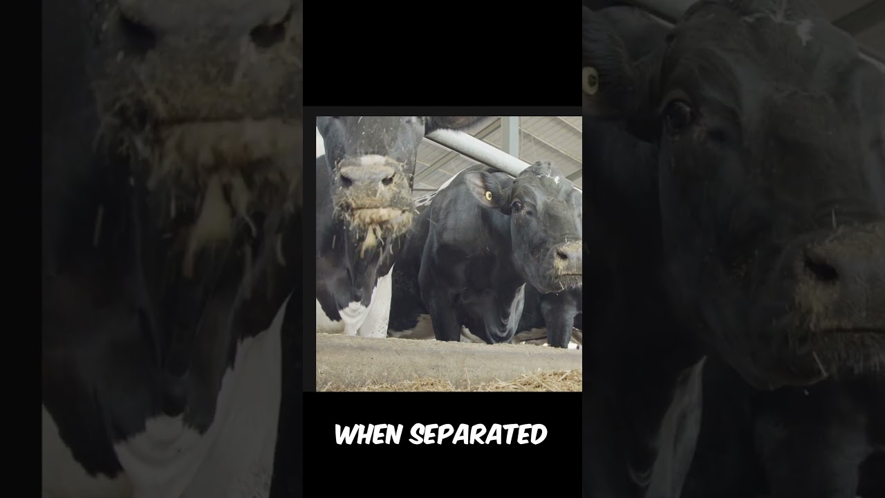 The cows did what??😳 