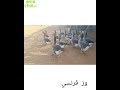 زوج وز فرنسي