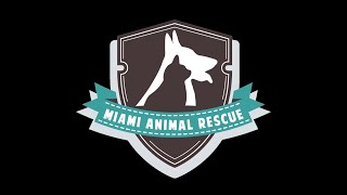 "We Rescued Each Other" - Miami Animal Rescue