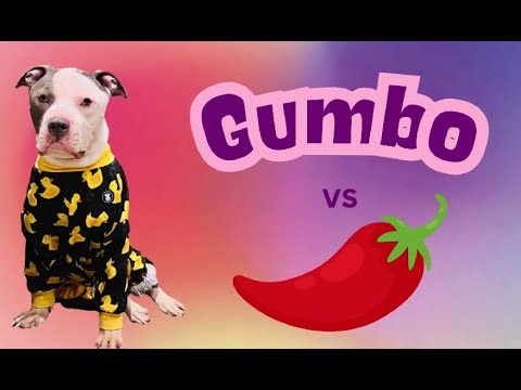 Gumbo vs the chili pepper