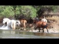 Wild Stallion, Mare and Foal Greet other bands, Salt River