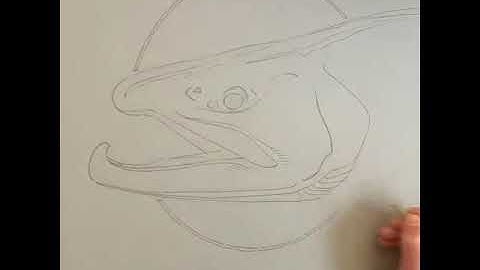 Big Brown Trout Timelapse Drawing