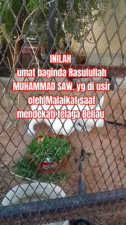 Inilah umat Rasulullah yg di usir oleh Malaikat  #shorts #kisahislami #panduanhidupofficial