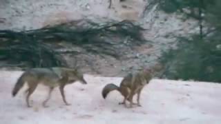 Coyote Pooping