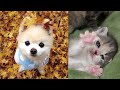 Funny and cute moments of dogs and cats