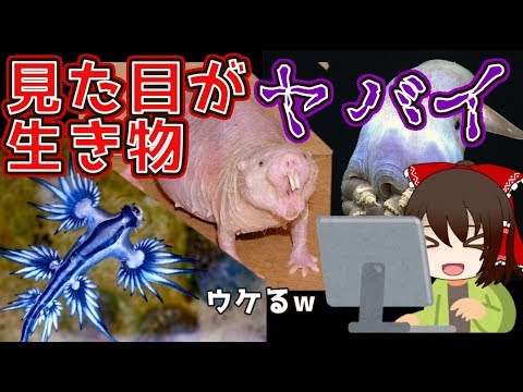 残念 な 生き物 ランキング