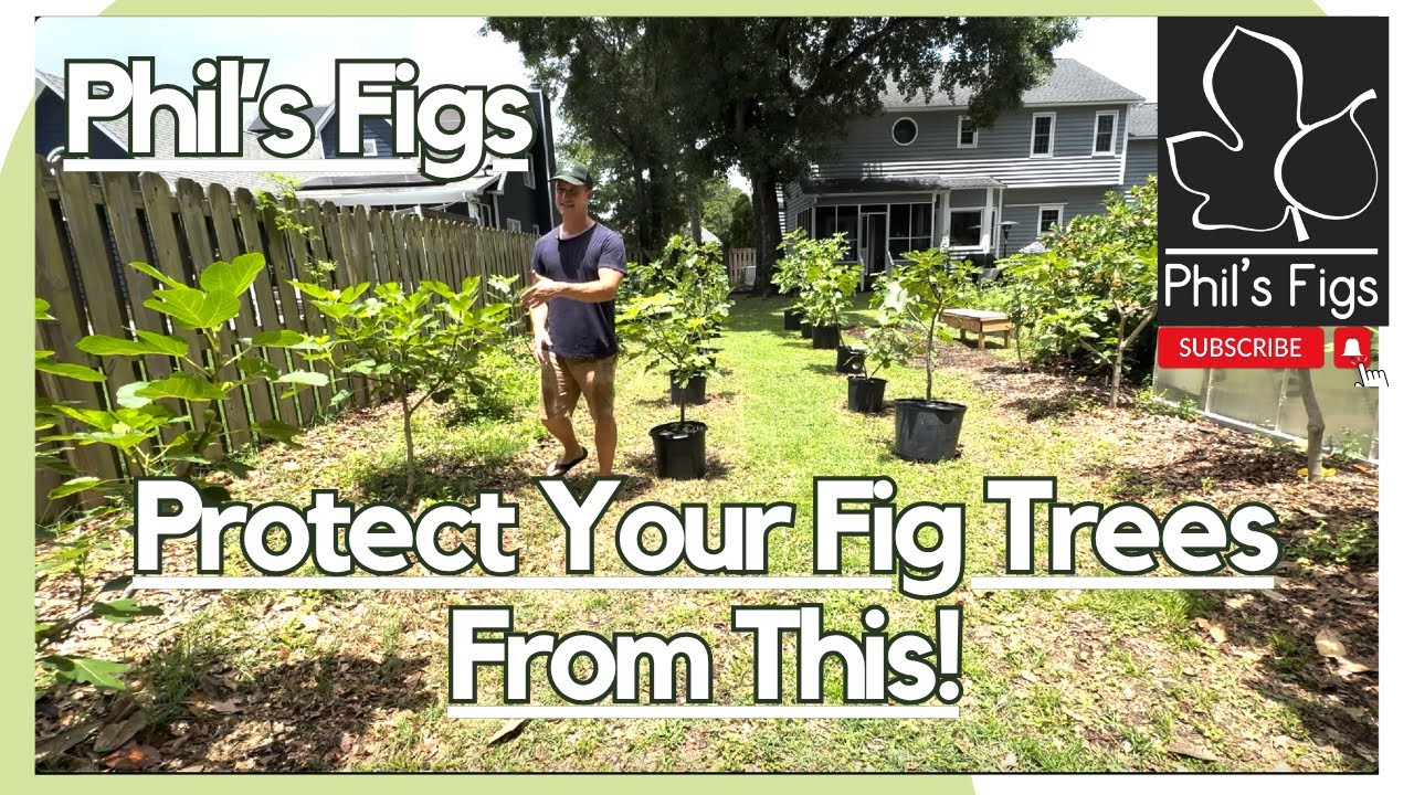 Fig Rust, How to Stop It and Save Your Fig Trees. - YouTube