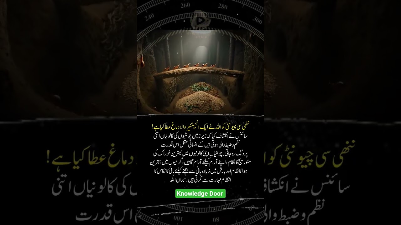 Incredible Ant Colony will Amaze You 