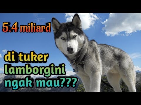 Video: Anjing Mastiff Spanyol Breed Hypoallergenic, Kesehatan Dan Umur