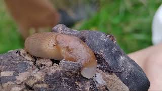 Peace &amp; Plenty Bioblitz 2025