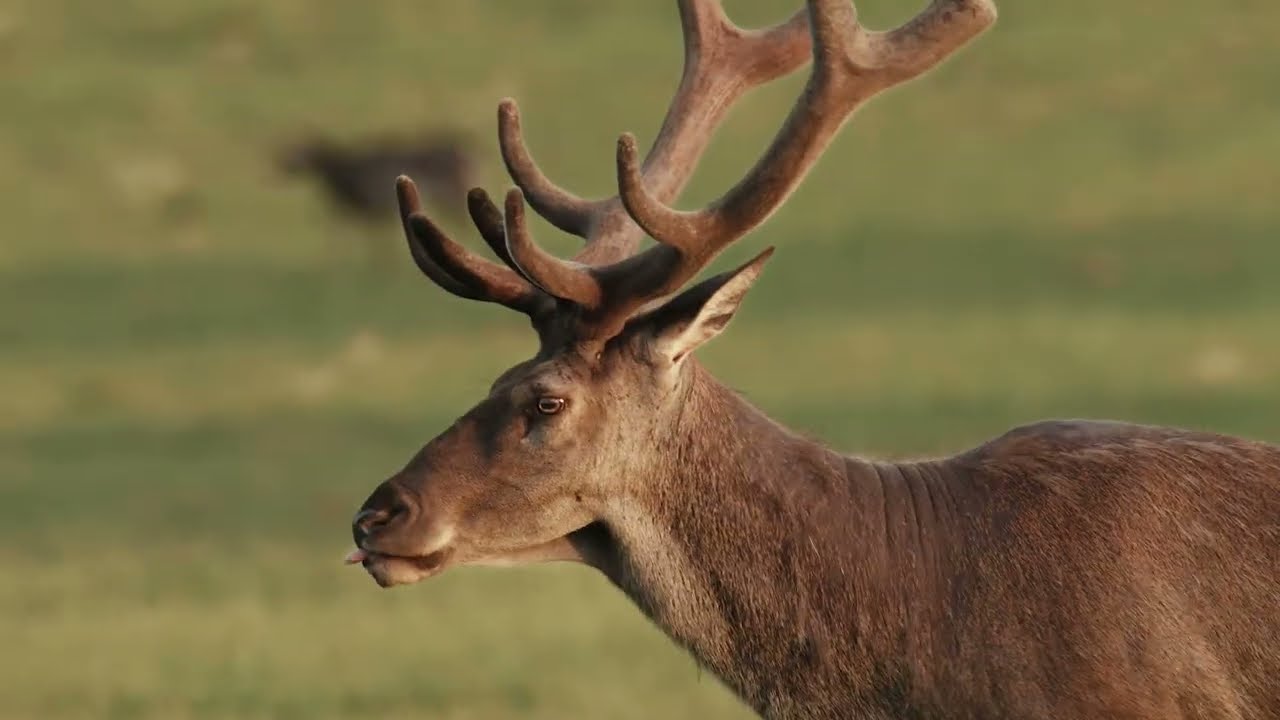 Féltve őrzött kincsünk a magyar gímszarvas