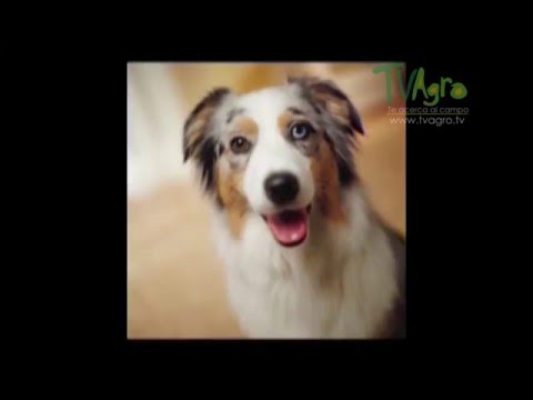 Video: ¿Por qué algunos perros tienen 2 colores de ojos diferentes?