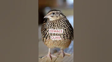 Female Quail Madi Batair Ki Kirak Batair Bird Quailhunting Birdhunting Nature 