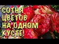 КУСТЫ-БУКЕТЫ! НЕПРИХОТЛИВЫЕ сорта РОЗ, которые ЦВЕТУТ ВСЁ ЛЕТО БОЛЬШИМИ ШАПКАМИ. Зимуют ОТЛИЧНО!