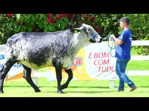 LOTE 27 TAPIOCA 774 HOUSTON SÃO DOMINGOS