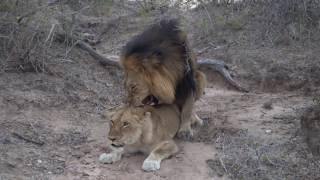 Lions Mating (High Resolution)