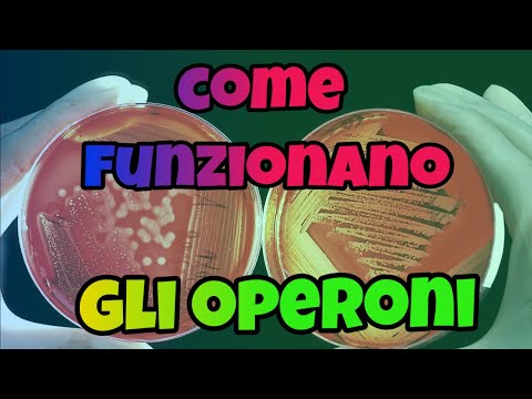 Video: Come funzionano gli operoni reprimibili?