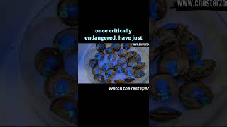 Deserters island snail release #wildlifedocumentary #wildlife #animals