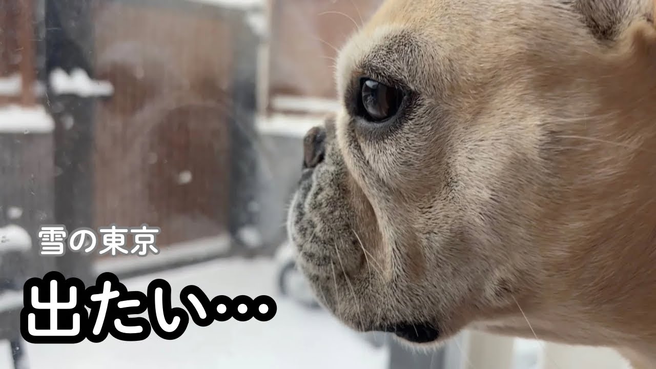 雪の東京｜外に出たがるフレブルと1歳3歳の一日
