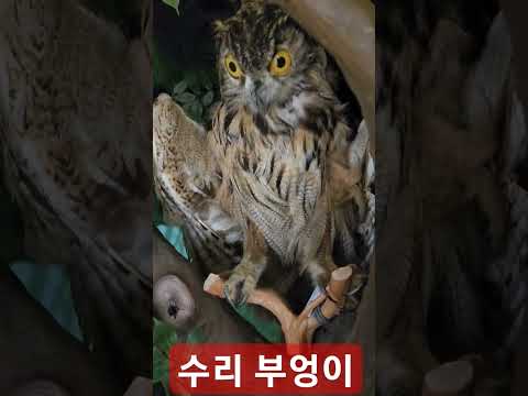 수리 <strong>부엉이</strong> 홍천 강원 자연 환경 연구 공원