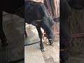 #cow #🐂#🐄#🫰🏻#❤️#cow
