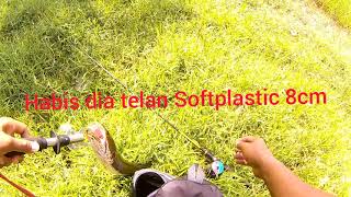 CASTING MONSTER SNAKEHEAD HARUAN / GABUS USING OPASS 8CM SOFTPLASTIC screenshot 3