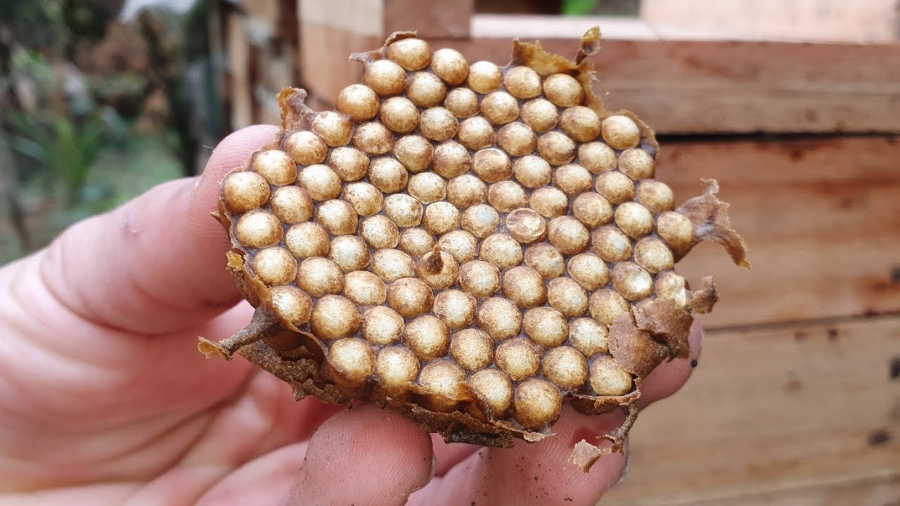 COMO RECUPERAR ENXAMES que só tem a ABELHA RAINHA (ESSA DICA E INCRÍVEL)