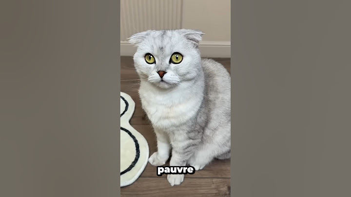 The day the cat discovered an insect in his house. #shortvideo