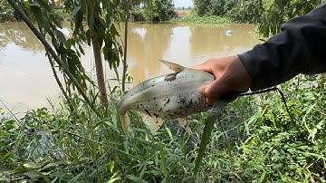 Tập 528 - Câu Cá Rô Đồng Mùa Nước Nổi Chạm Mặt Cá Tra To Kéo Cong Cây Cần