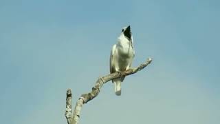 Suara Burung Bell Putih