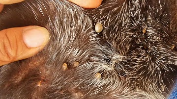 Dog Ticks Remove - Easy And Fast Way To Remove All Ticks From Poor Dog - Save Poor Dog EP 66