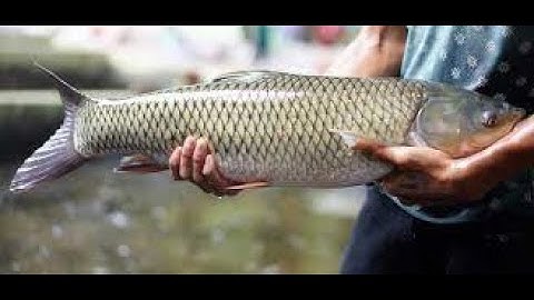 Nguyên nhân và cách khắc phục cá trắm cỏ nấm mang, thối mang, đen đầu, nổi lờ đờ, gan vàng nhạt