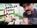 How Much Feed For 30 BROILERS Chickens рџђ How Much Feed For 30 BROILERS Chickens рџђ