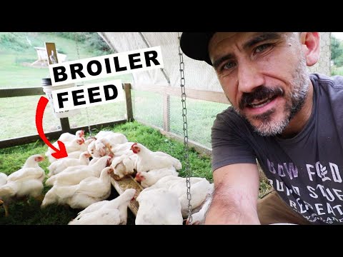 Video: How To Feed Broiler Chickens