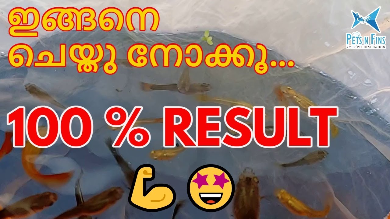 തണുപ്പ് കാലത്ത് ആർടീമിയ ഇങ്ങനെ ഹാച്ച് ചെയ്യൂ 😍|| How to hatch artemia (Brine shrimp 100%) in winter?