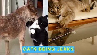 Cats Being Jerks Supercut